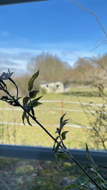 Knuffiger Bungalow Nähe Schwerin mit Pferdewiese